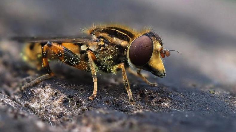 Mosca-das-flores coberta de plen