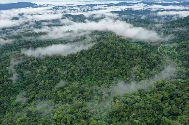 Florestas tropicais modernas so densas, com copas grossas, ao contrrio do que existia no final do perodo Cretceo