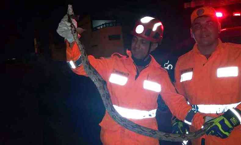 Cobra do ltimo resgate mediu mais de um metro e meio(foto: 8 BBM)