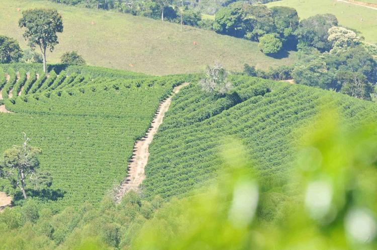Na foto, plantacao de cafe na fazenda Nossa Senhora Aparecida