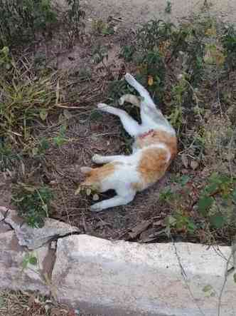 Gatos mortos por envenenamento esto sendo encontrados em diversos pontos da cidade(foto: Ong Proteo Animal Piracema/Divulgao)