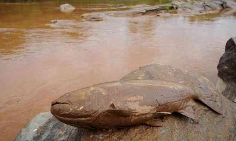 Peixe morto no Rio Doce, na altura do distrito de Baguari: bilogo defende fora-tarefa formada por pesquisadores de universidades(foto: Gladyston Rodrigues/EM/D.A Press)