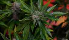 STJ autoriza paciente a cultivar cannabis para fins medicinais