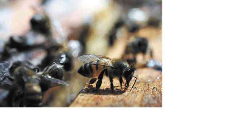 Discusses podem levar a nova normatizao para criao de abelhas e fabricao de produtos apcolas(foto: Leandro Couri/EM/D.A Press)