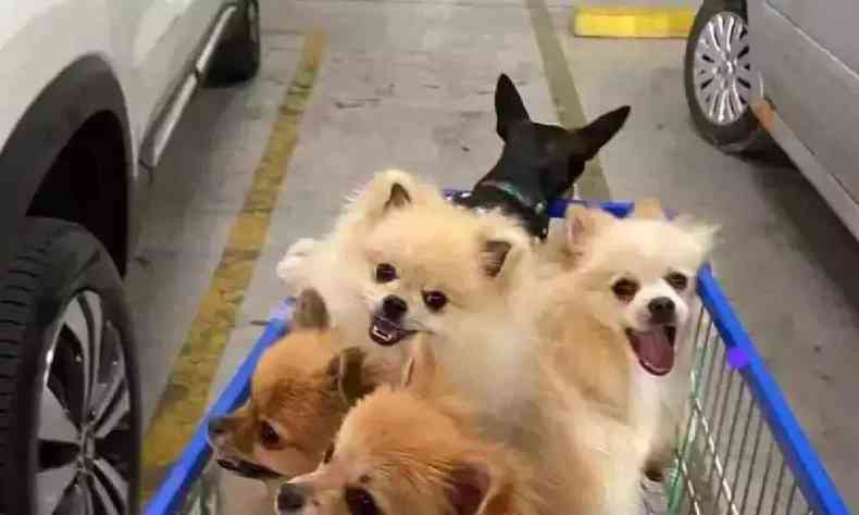 Cachorros de cor caramelo, branco e preto em um carrinho de supermercado