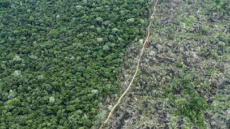 Imagem aérea mostra em uma metade área de floresta, e na outra, área plantada na reserva Piripkura