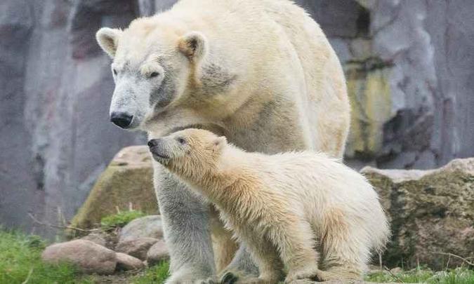 (foto: Rolf Vennenbernd / dpa / AFP) (foto: Rolf Vennenbernd / dpa / AFP)