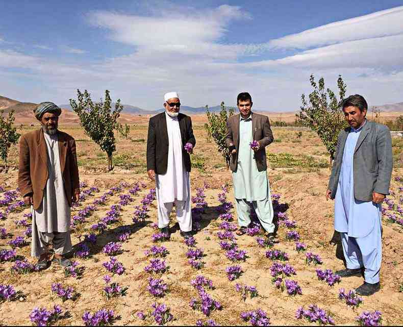 Fazendeiros locais cultivam a rentvel especiaria para o mercado internacional(foto: Rumi Spice/Divulgao)