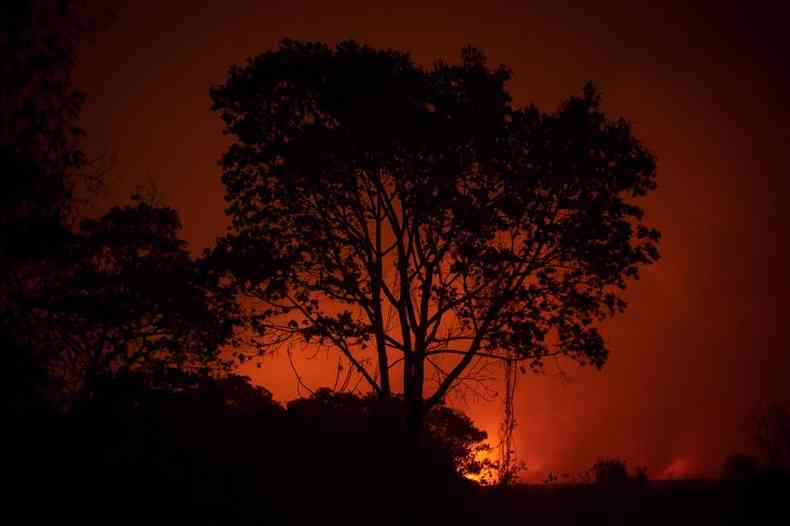 Incndio destri vegetao na regio do Pantanal, em Mato Grosso. Cenas que chocam opinio pblica estrangeira (foto: Mauro Pimentel/AFP)