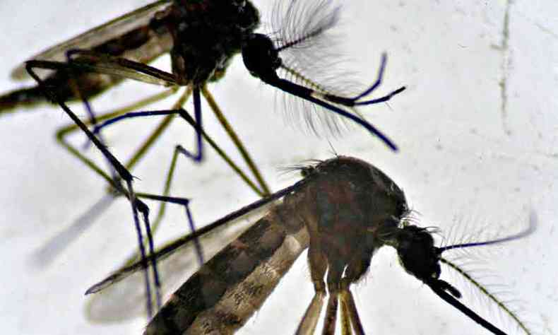 Cientistas infectam os insetos com Wolbachia, uma bactria que impede que o vrus da enfermidade chegue a humanos(foto: Mauro Pimentel/AFP)