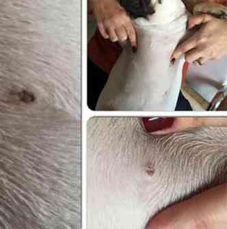 Ferimentos de mamilos da cadela teve grande repercusso em redes sociais(foto: Facebook/Reproduo)
