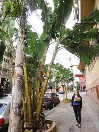 Bananeira na Rua Timbiras  orgulho do Barro Preto e chamou a ateno da estudante Rafaela Teixeira: 
