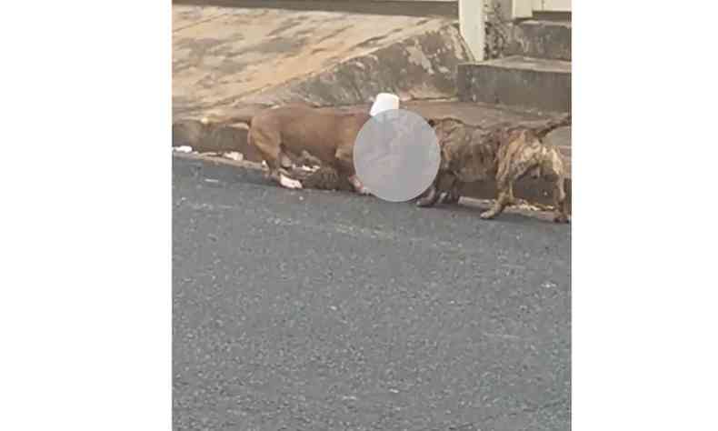 Imagens fortes: Dois ces da raa pitbull mataram um co poodle em Frutal, no Tringulo Mineiro