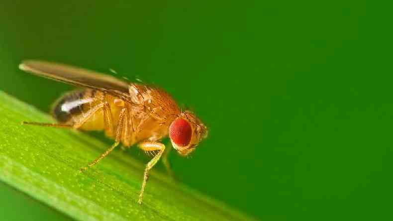 As fugas bem-sucedidas de moscas-das-frutas mais espertas podem ter deixado os cientistas cruzando um grupo menos inteligente em laboratrio(foto: Getty Images)