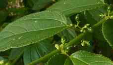 Universidade identifica canabidiol em planta nativa brasileira
