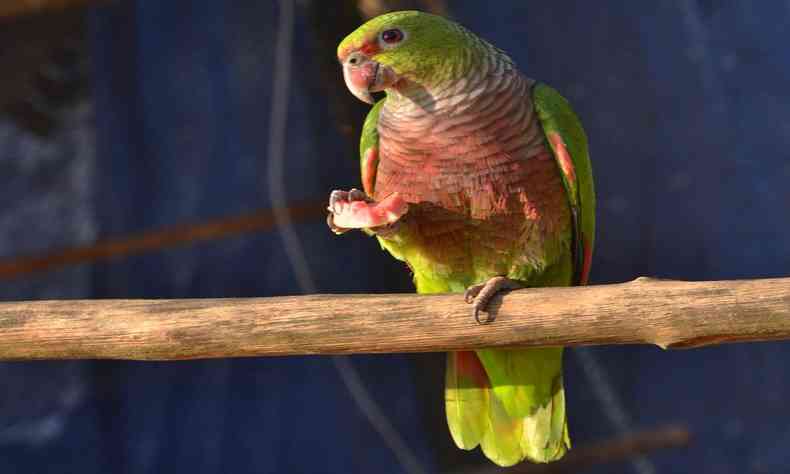 Papagaio comendo melancia