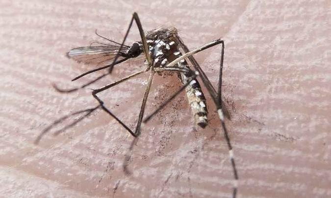 Mosquitos Aedes est�o presentes em Portugal e pa�ses no Mar Negro(foto: Rafael Neddermeyer/ Fotos P�blicas)