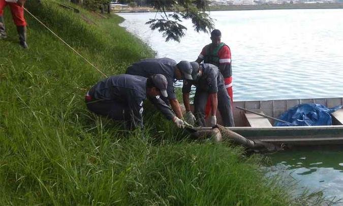 Militares do Corpo de Bombeiros fazem o resgate, pr�ximo ao Bairro Jardim Alvorada(foto: Paulo Filgueiras/EM/D. A. Press)