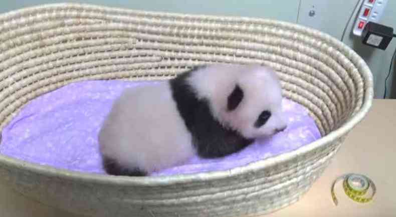 A beb panda gigante no tem nome e as autoridades japonesas convidaram a populao para batiz-la