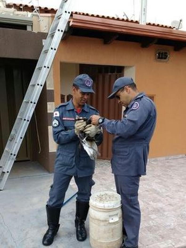 Militares resgatam carcar sem ferimentos(foto: Corpo de Bombeiros de Araguari/Divulgao Whatsapp)