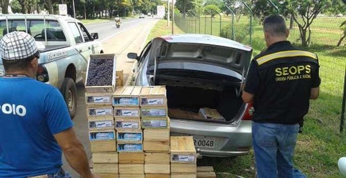(foto: Fl�vio Novais/Seops/Divulga��o)
