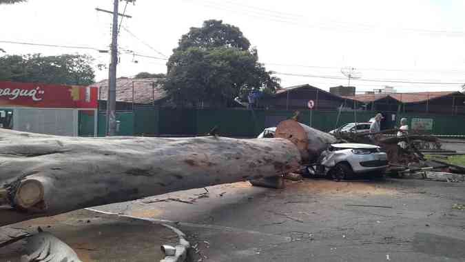 rvores caram nos bairros Dona Clara e Jaragu, que esto na lista dos mais atingidos pelo temporal de tera-feiraJair Amaral/;EM/DA Press