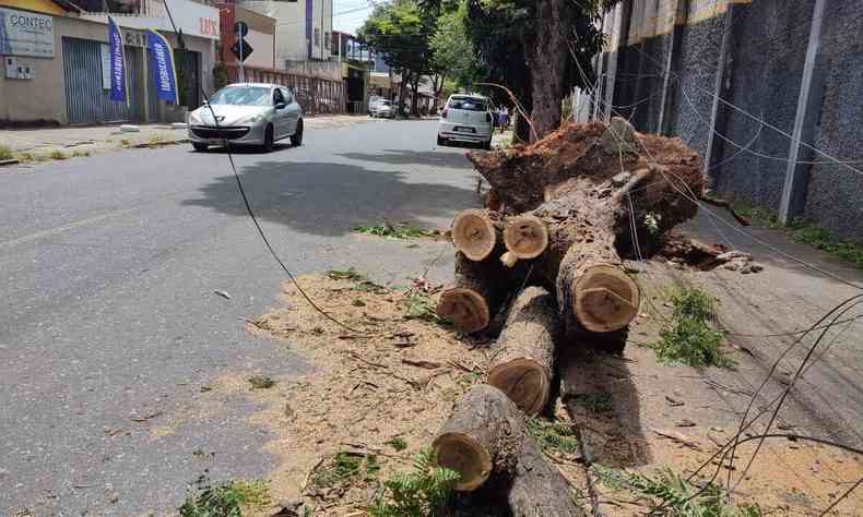 troncos de rvore cortados na calada, aps a desobstruo da via