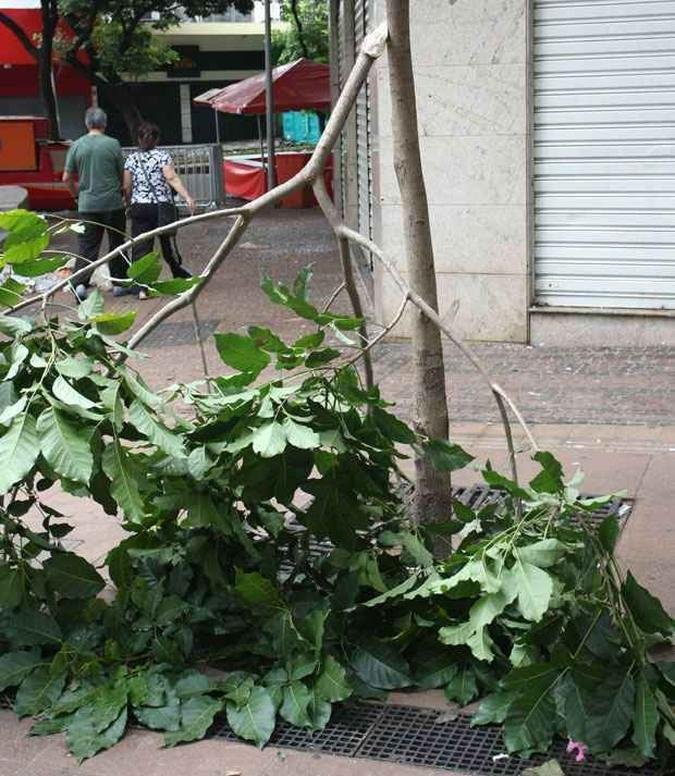�rvore arrancada na Savassi. Regi�o amanheceu suja depois do carnaval(foto: Ed�sio Ferreira/EM DA Press)