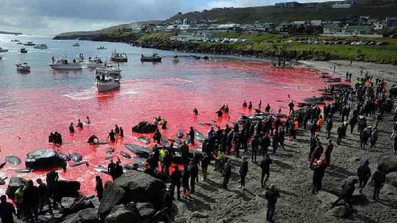 Caa de baleias, como a desta foto em Torshavn em 2019,  organizada pela prpria comunidade
