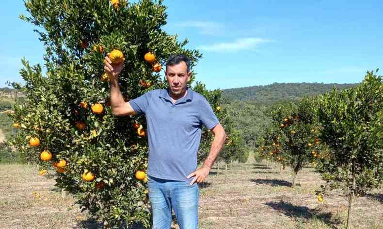 Produtor Joo Carlos segura uma mexerica diante de um p carregado da fruta