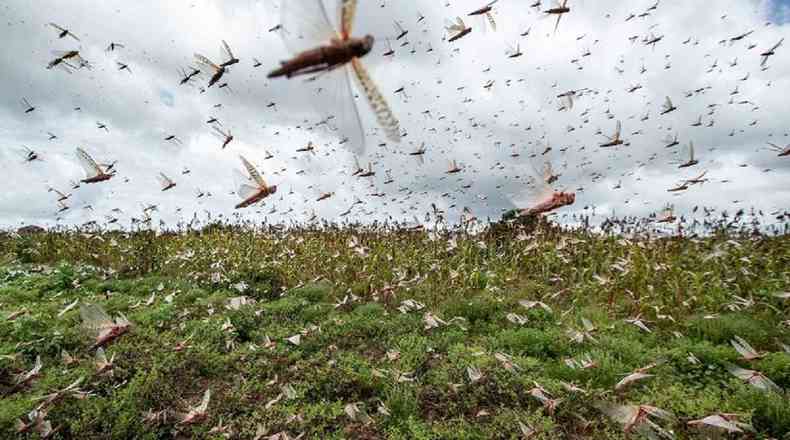 Autoridades brasileiras consideram que a principal forma de combater o problema  por meio do despejo de agrotxico em direo aos insetos(foto: Divulgao/Senasa)