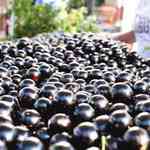Jabuticaba &#233; eleita segunda melhor fruta do mundo em ranking