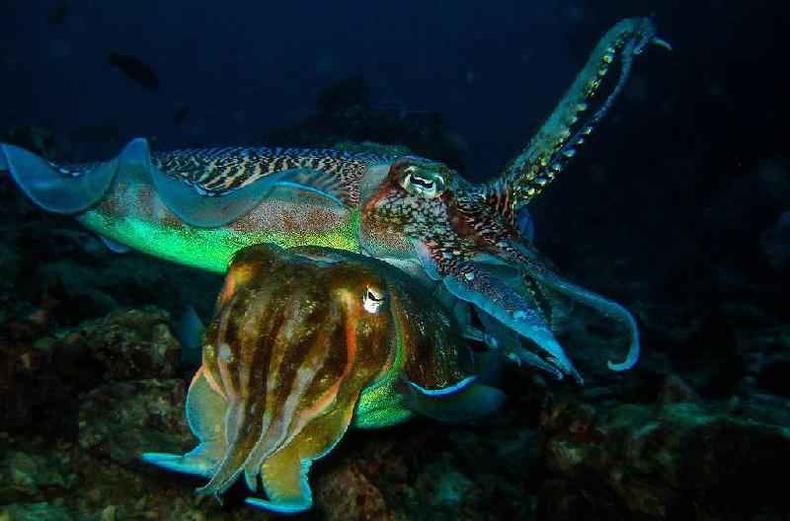 Duas spias-gigantes-australianas acasalando