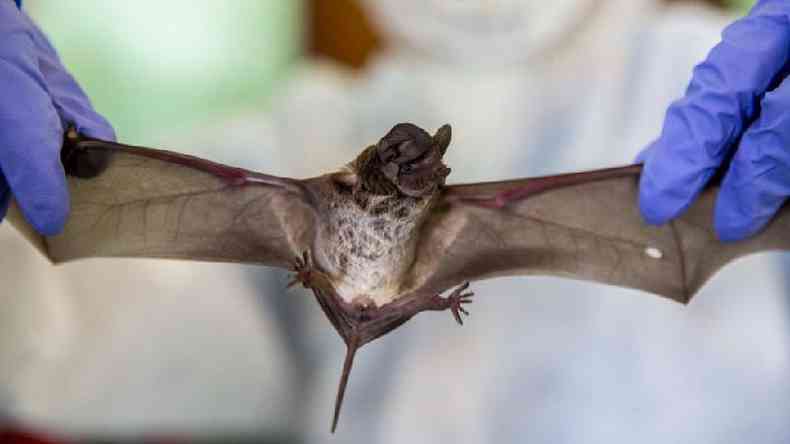Os morcegos podem abrigar diferentes tipos de vrus(foto: Getty Images)