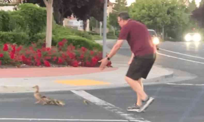 Homem ajuda patos a atravessar rua, na Califrnia 