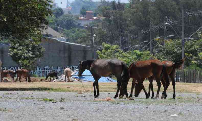 Cavalos soltos na Avenida Professor Clvis Salgado, perto da lagoa, preocupam moradores da regio, pois tambm circulam em meio a capivaras contaminadas(foto: Jair Amaral/EM/D.A PRESS)