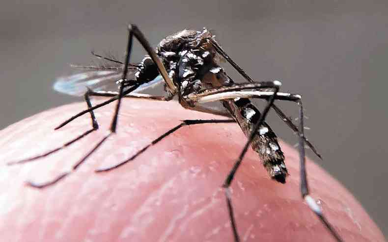 A infeco pelo vrus zika, transmitido pelo Aedes aegypti, em mulheres grvidas est associada a um alto risco de efeitos fetais adversos(foto: Ye Aung Thu/AFP)