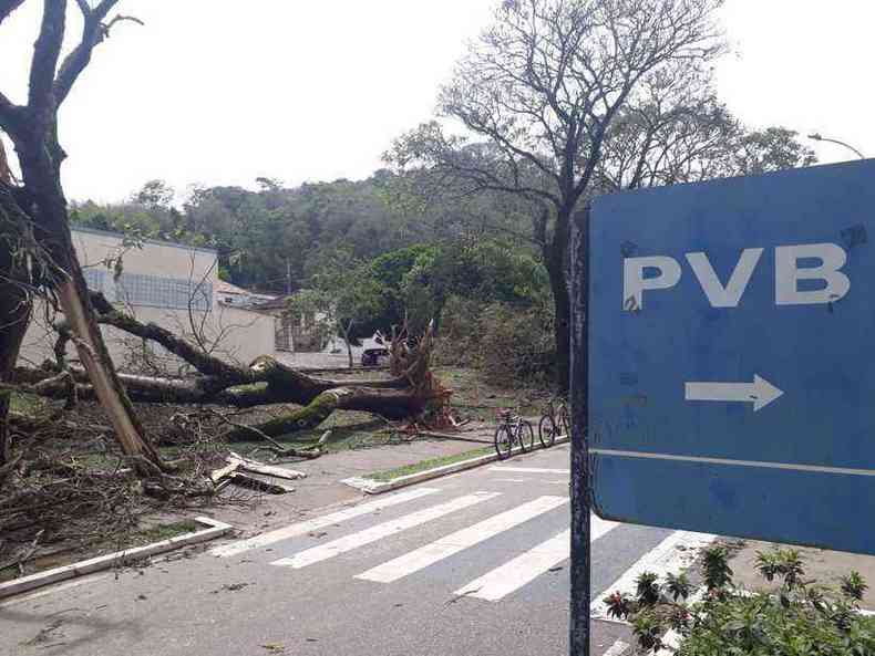 rvores bloquearam vias e destruram salas de aula e laboratrios na UFV(foto: Demetrius Silva/Divulgao)