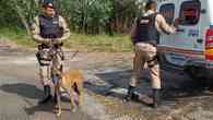 Eva: a cadela policial de Pouso Alegre que se destaca em Minas Gerais