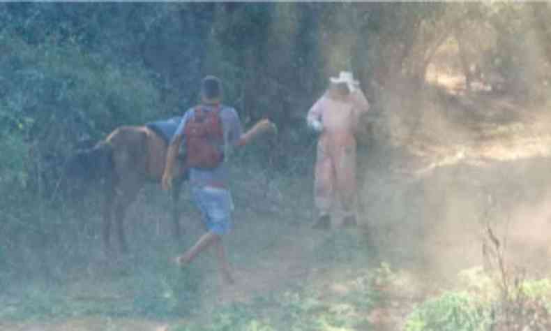 Ataque de abelhas mata cavalo e deixa homem ferido em Montes Claros, Grande Minas