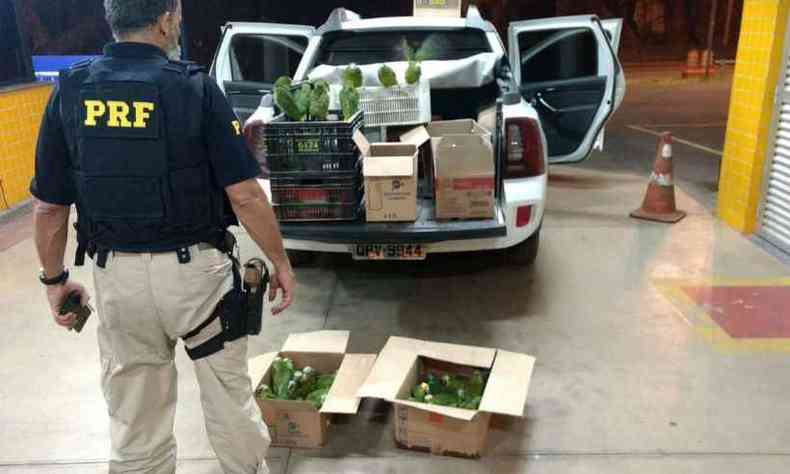 Animais estavam sendo transportados em caixas de papelão e plástico(foto: Polícia Rodoviária Federal (PRF) / Divulgação)