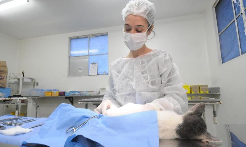 Gato em mesa de cirurgia sendo atendido por mdica