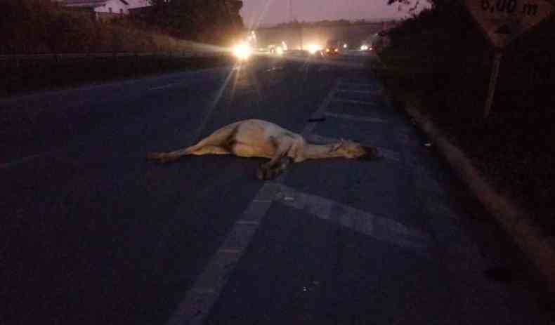 Ativistas da causa animal convocam manifestao contra acidentes com animais nas rodovias estaduais (foto: Brasil Sem Trao Animal/Divulgao )