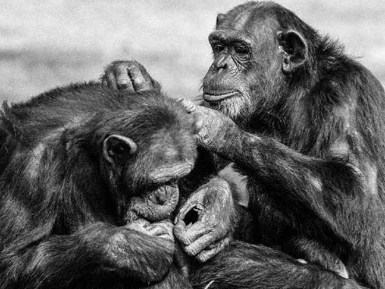 Chimpanz catando algo no pelo de outra chimpanz