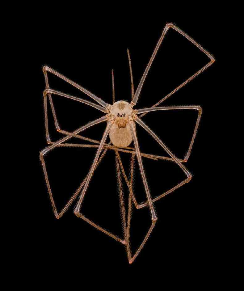 Foto microscpica de uma aranha de pernas compridas
