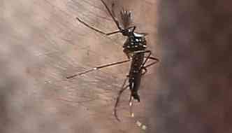 Mosquito transmite as duas doenas(foto: Fbio Motta/Estado)