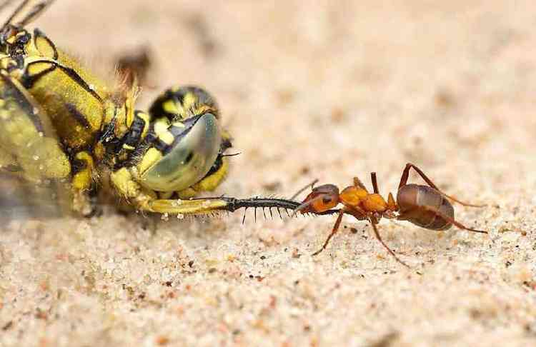Dois insetos fazendo uma espcie  de cabo-guerra
