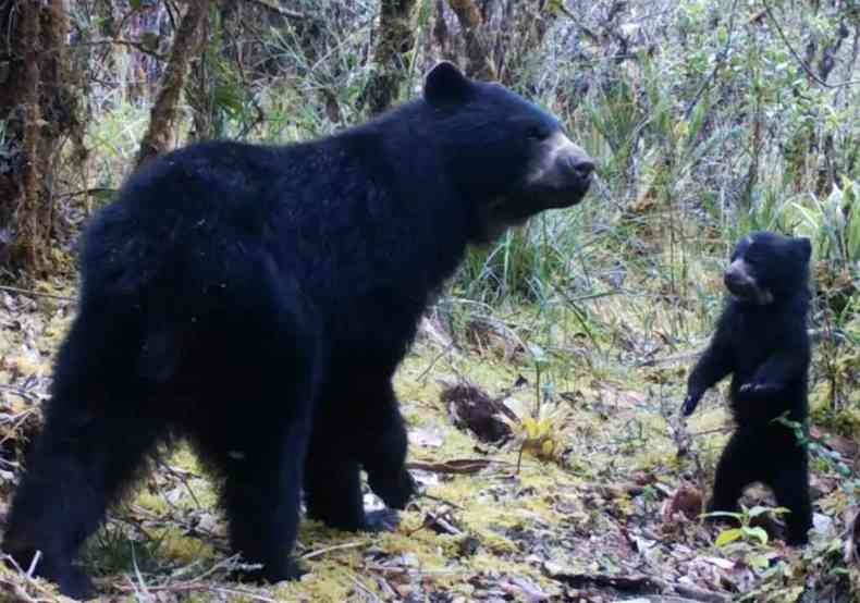 Urso-de-óculos e filhote em floresta da Colômbia