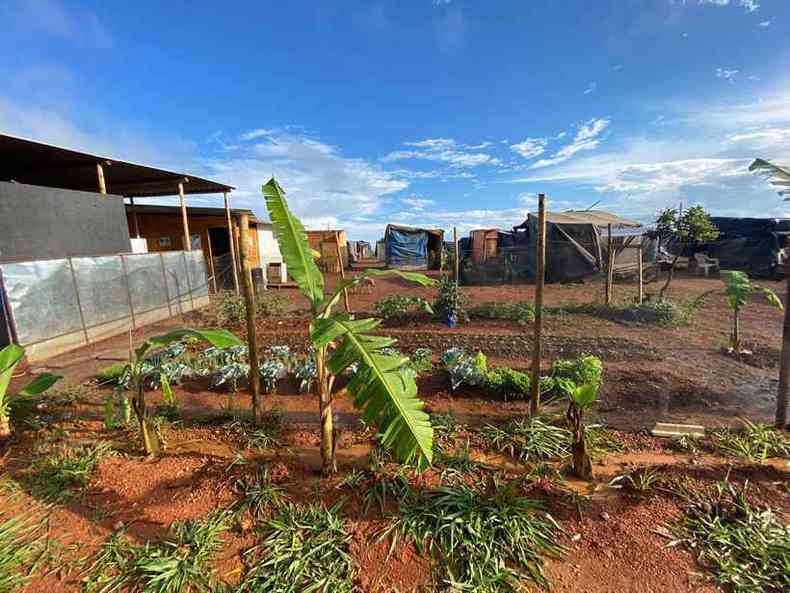 As hortalias e verduras cultivadas na horta comunitria so utilizadas na alimentao de todos(foto: Ocupao Cidade de Deus/Divulgao)