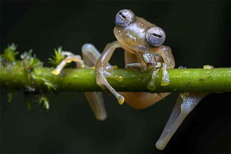 (foto: Jaime Culebras/WPY2020)